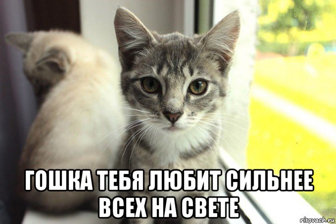  гошка тебя любит сильнее всех на свете, Мем 1