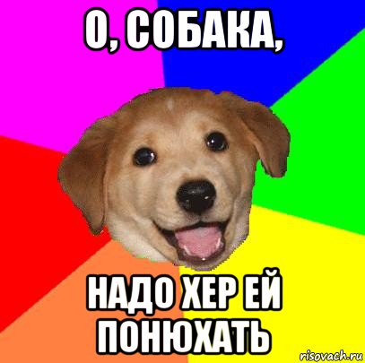 о, собака, надо хер ей понюхать, Мем Advice Dog