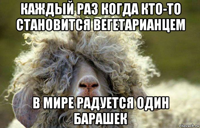 каждый раз когда кто-то становится вегетарианцем в мире радуется один барашек