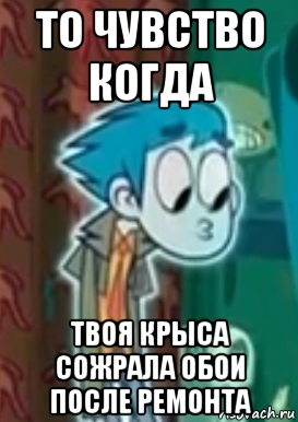 то чувство когда твоя крыса сожрала обои после ремонта