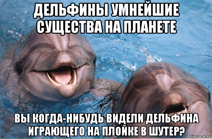 дельфины умнейшие существа на планете вы когда-нибудь видели дельфина играющего на плойке в шутер?