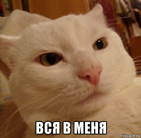  вся в меня, Мем Дерзкий котэ