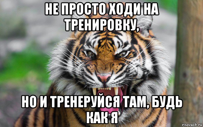 не просто ходи на тренировку, но и тренеруйся там, будь как я, Мем ДЕРЗКИЙ ТИГР