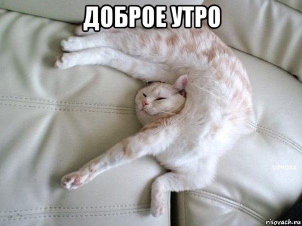 доброе утро 