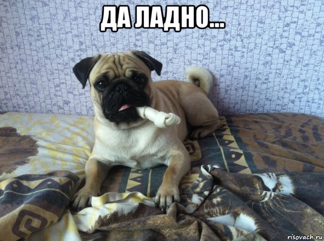 да ладно... , Мем Доги