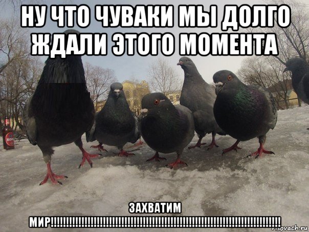 ну что чуваки мы долго ждали этого момента захватим мир!!!!!!!!!!!!!!!!!!!!!!!!!!!!!!!!!!!!!!!!!!!!!!!!!!!!!!!!!!!!!!!!!!!!!!!!!!!, Мем голубь