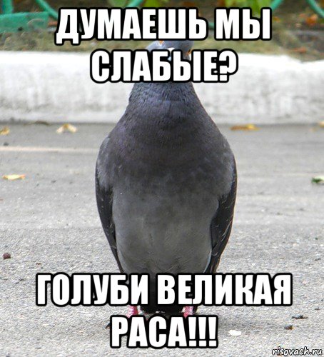думаешь мы слабые? голуби великая раса!!!