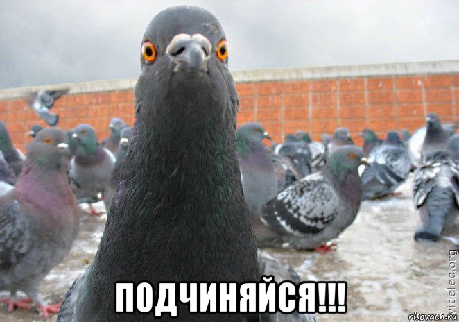  подчиняйся!!!