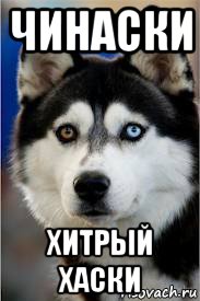 чинаски хитрый хаски