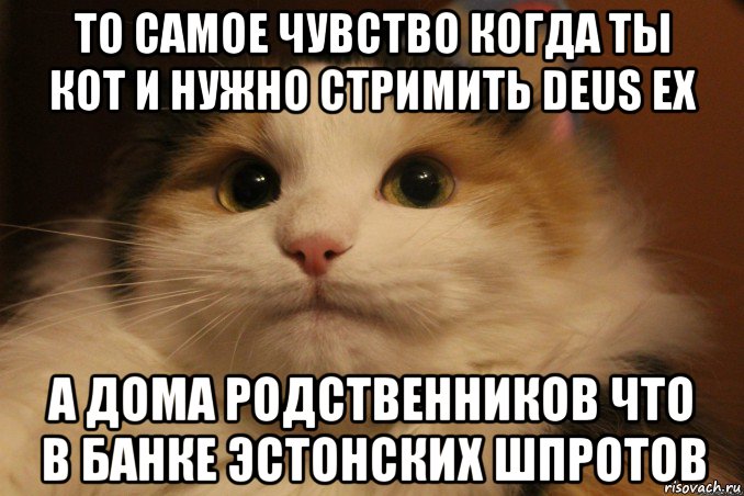 то самое чувство когда ты кот и нужно стримить deus ex а дома родственников что в банке эстонских шпротов, Мем Кот в колпаке