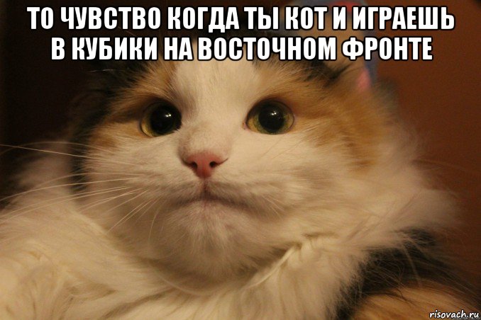 то чувство когда ты кот и играешь в кубики на восточном фронте , Мем Кот в колпаке
