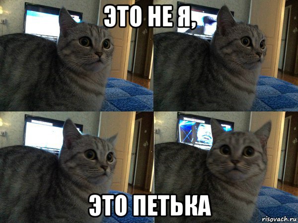 это не я, это петька, Мем  Кот в шоке