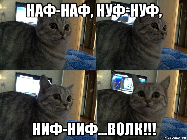 наф-наф, нуф-нуф, ниф-ниф...волк!!!, Мем  Кот в шоке