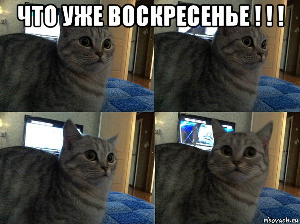 что уже воскресенье ! ! ! , Мем  Кот в шоке