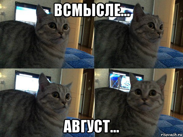 всмысле... август..., Мем  Кот в шоке