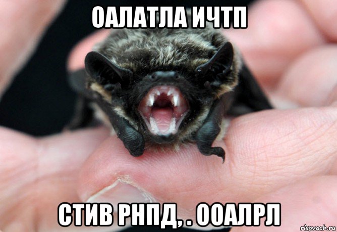 оалатла ичтп стив рнпд, . ооалрл, Мем летучая мышь