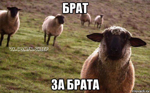 брат за брата