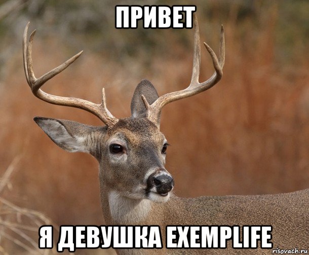 привет я девушка exemplife, Мем  Наивный Олень v2