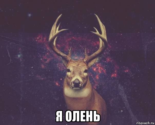  я олень