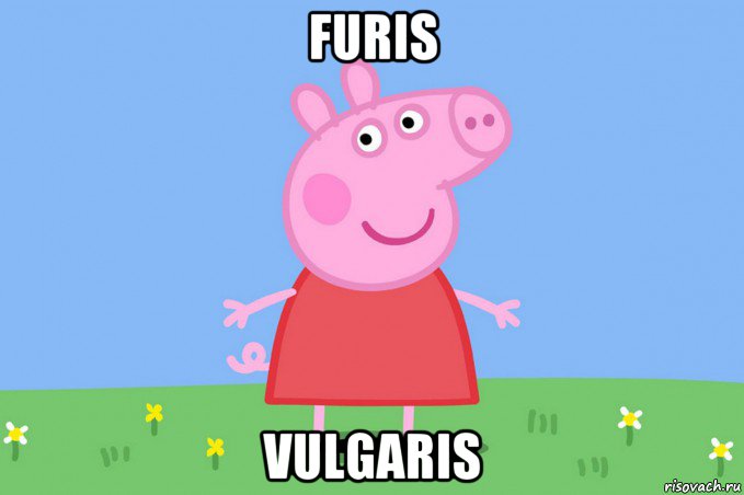 furis vulgaris, Мем Пеппа