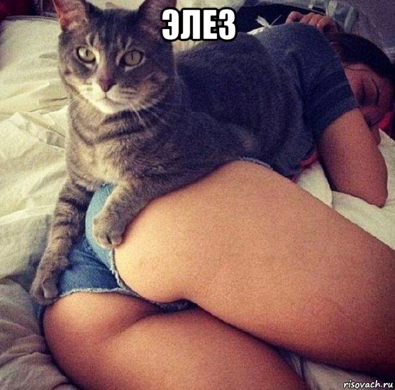 элез , Мем попа