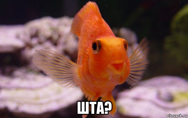  шта?