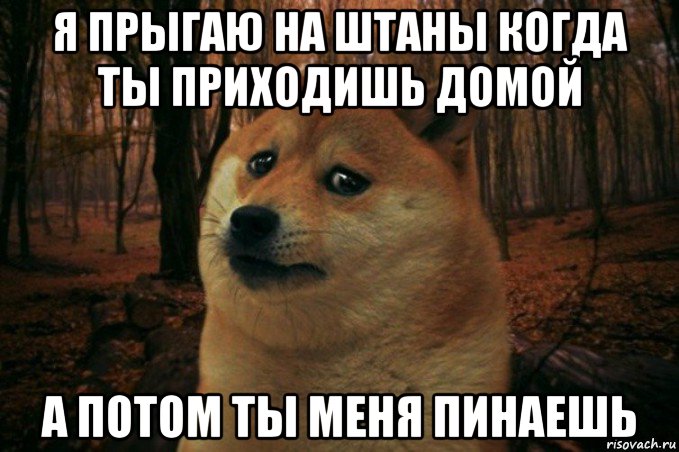 я прыгаю на штаны когда ты приходишь домой а потом ты меня пинаешь, Мем SAD DOGE