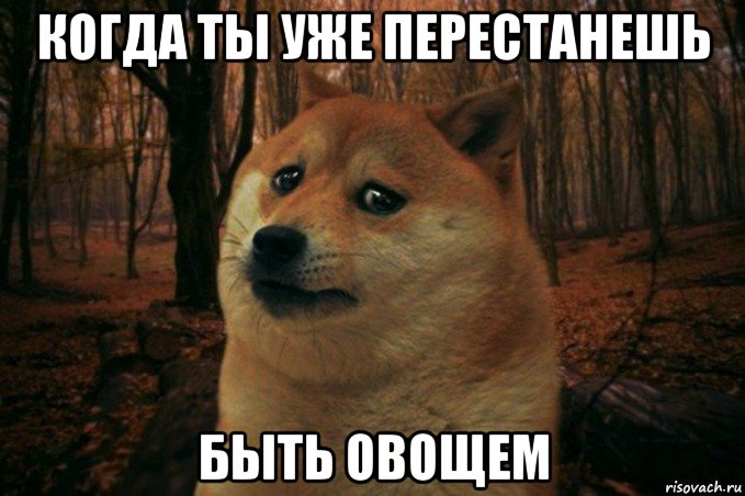 когда ты уже перестанешь быть овощем, Мем SAD DOGE