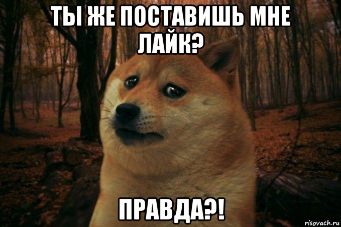 ты же поставишь мне лайк? правда?!, Мем SAD DOGE