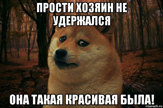 прости хозяин не удержался она такая красивая была!, Мем SAD DOGE