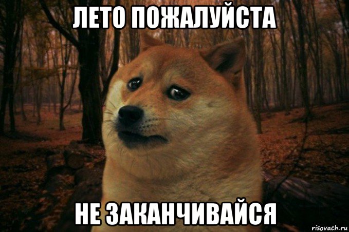 лето пожалуйста не заканчивайся, Мем SAD DOGE