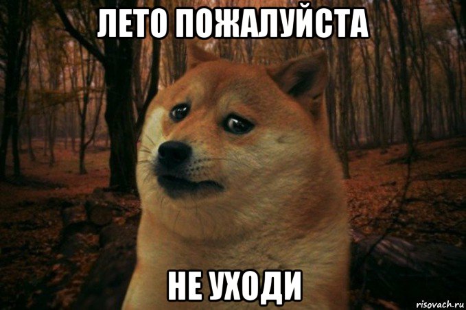 лето пожалуйста не уходи, Мем SAD DOGE