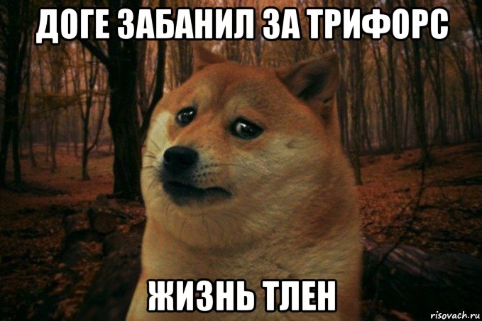 доге забанил за трифорс жизнь тлен, Мем SAD DOGE