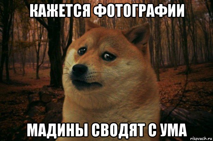 кажется фотографии мадины сводят с ума, Мем SAD DOGE