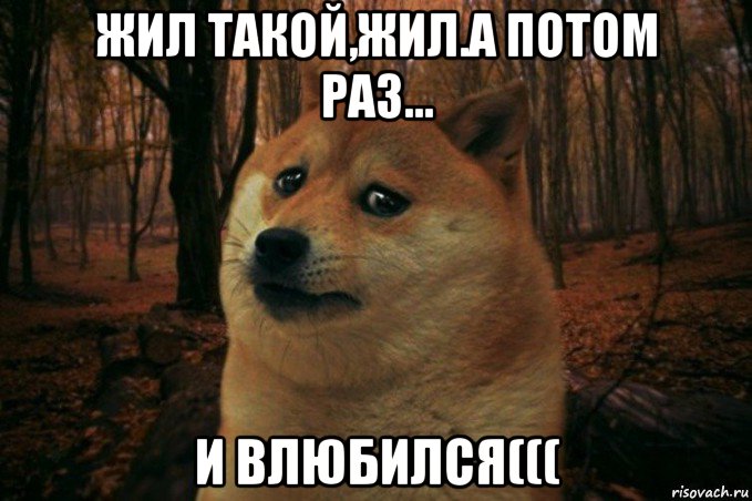 жил такой,жил.а потом раз... и влюбился(((, Мем SAD DOGE