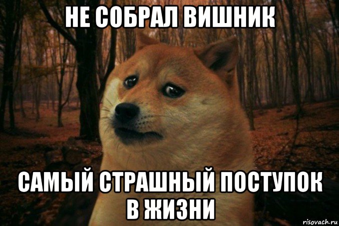 не собрал вишник самый страшный поступок в жизни, Мем SAD DOGE