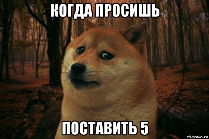 когда просишь поставить 5, Мем SAD DOGE