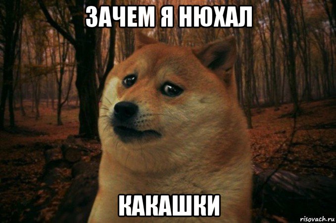 зачем я нюхал какашки, Мем SAD DOGE