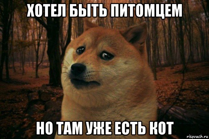 хотел быть питомцем но там уже есть кот, Мем SAD DOGE