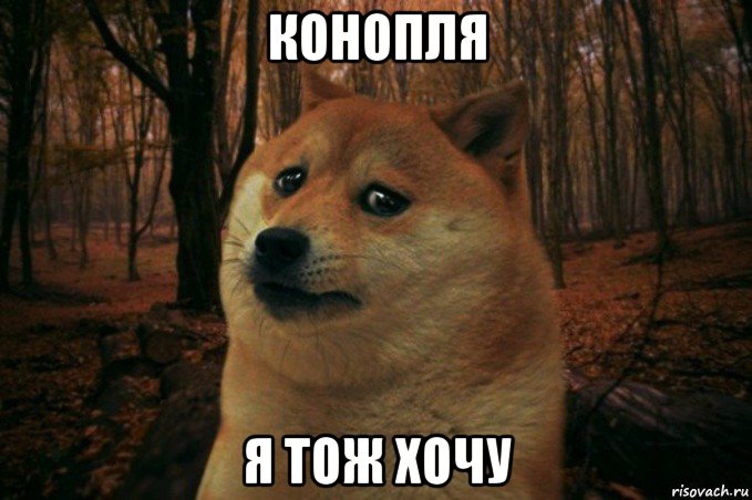 конопля я тож хочу, Мем SAD DOGE