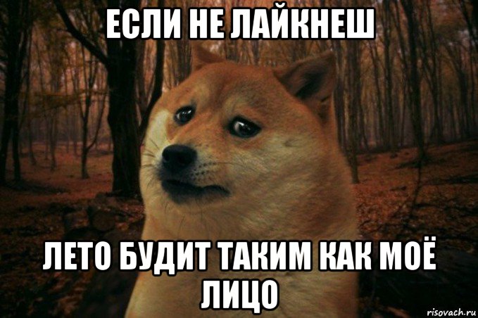 если не лайкнеш лето будит таким как моё лицо, Мем SAD DOGE