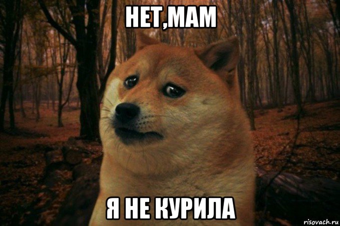 нет,мам я не курила, Мем SAD DOGE