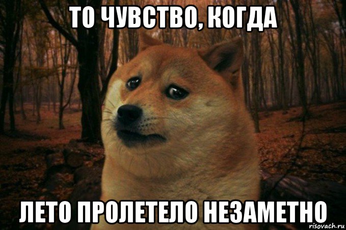 то чувство, когда лето пролетело незаметно, Мем SAD DOGE