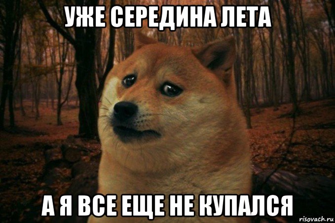 уже середина лета а я все еще не купался, Мем SAD DOGE