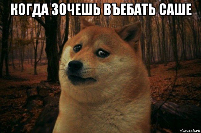 когда зочешь въебать саше , Мем SAD DOGE