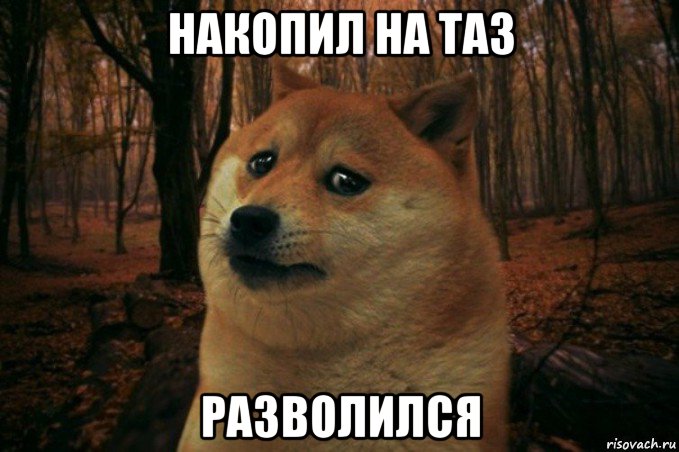 накопил на таз разволился, Мем SAD DOGE