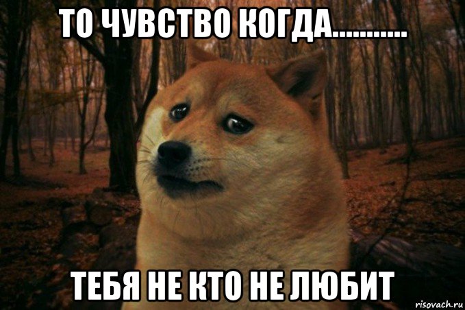 то чувство когда........... тебя не кто не любит, Мем SAD DOGE