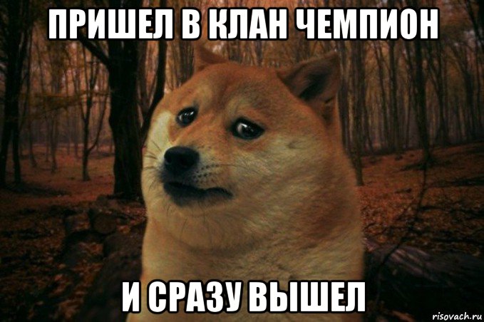 пришел в клан чемпион и сразу вышел, Мем SAD DOGE