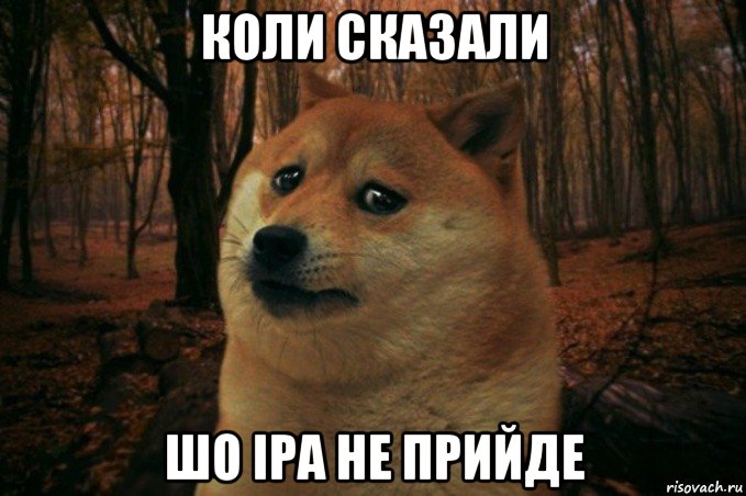 коли сказали шо іра не прийде, Мем SAD DOGE