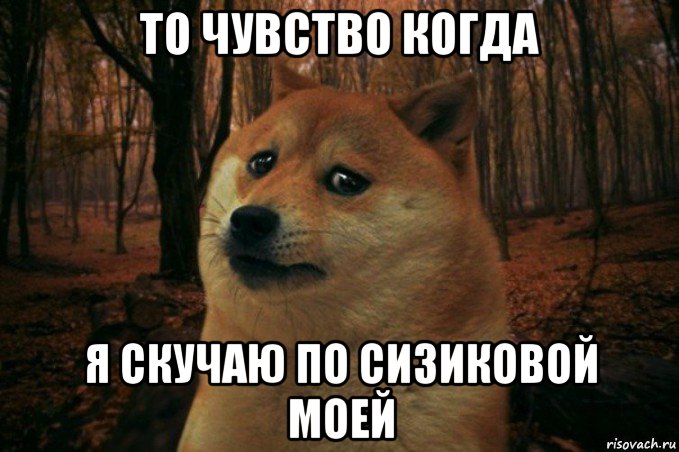 то чувство когда я скучаю по сизиковой моей, Мем SAD DOGE